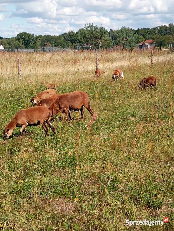 Owce i barany kameruńskie Żary