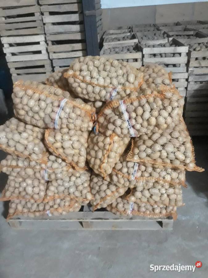 sprzedam ziemniaki Rośliny okopowe Łęczyca