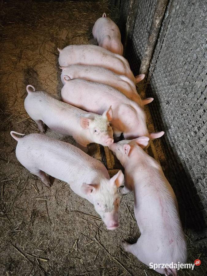 Sprzedam prosięta Sieradz