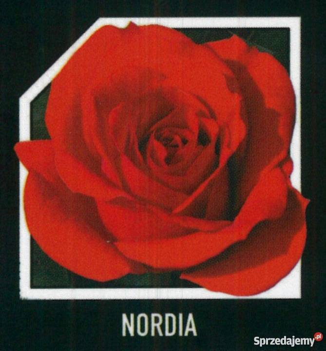 sadzonki róż RÓŻE HURT Radom