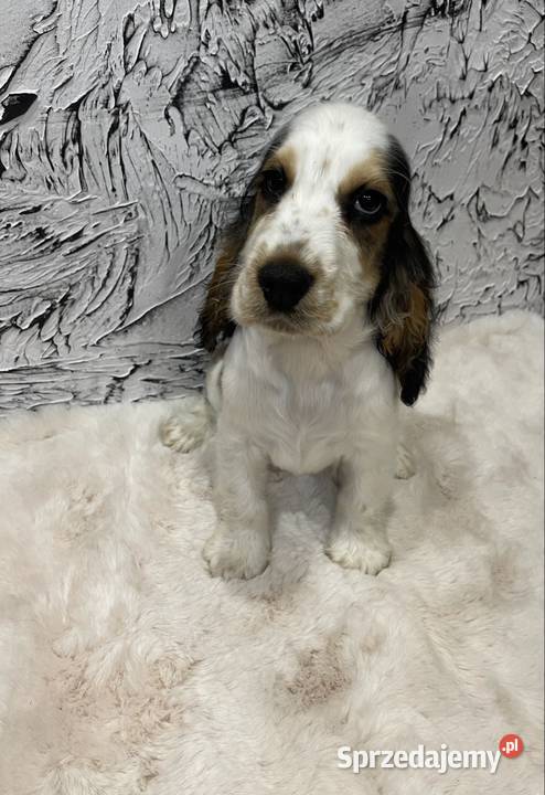 Cocker Spaniel Angielski