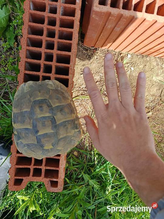 Żółw Grecki Samiec