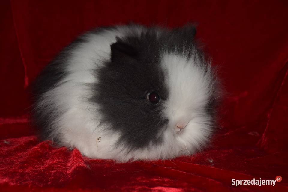 Króliki karzełki teddy do 1 w dorosłości Toruń