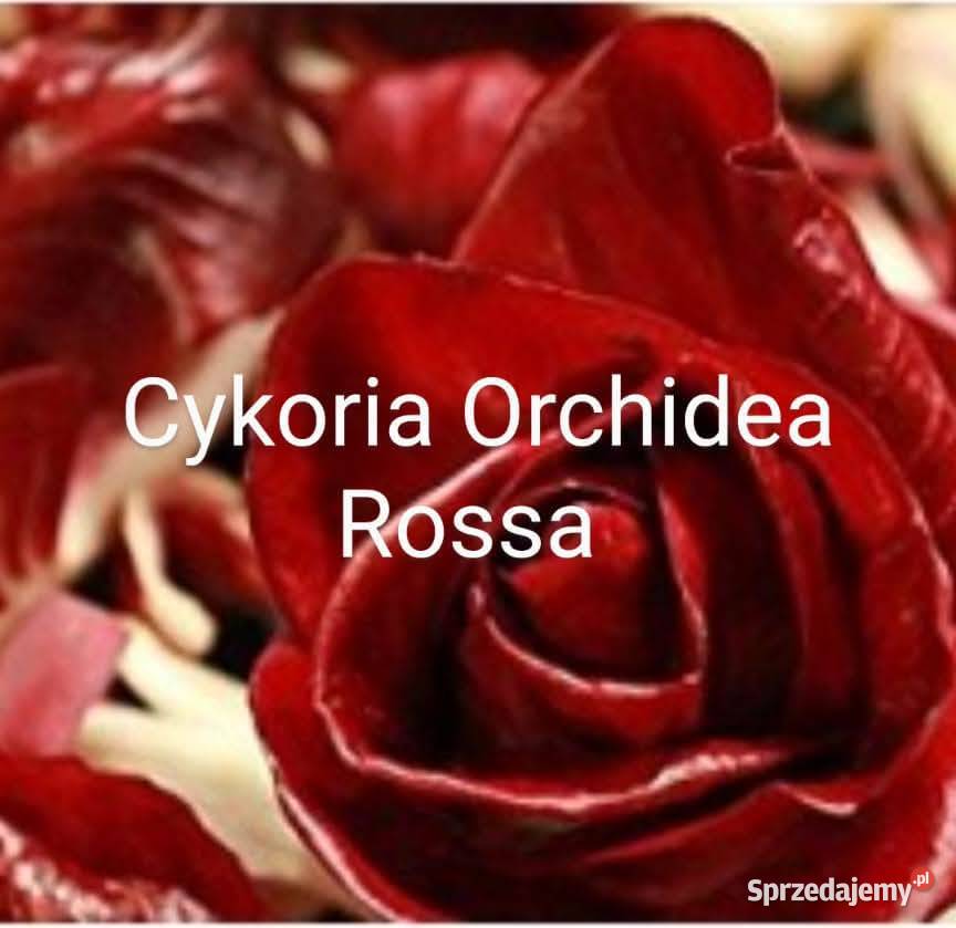 Cykoria nasiona wyjątkowe zdrowe nasiona Kraków