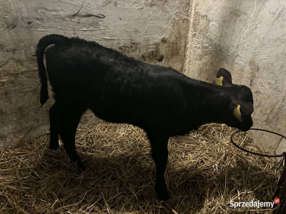 Sprzedam jałoszkę LM łódzkie Łyszkowice