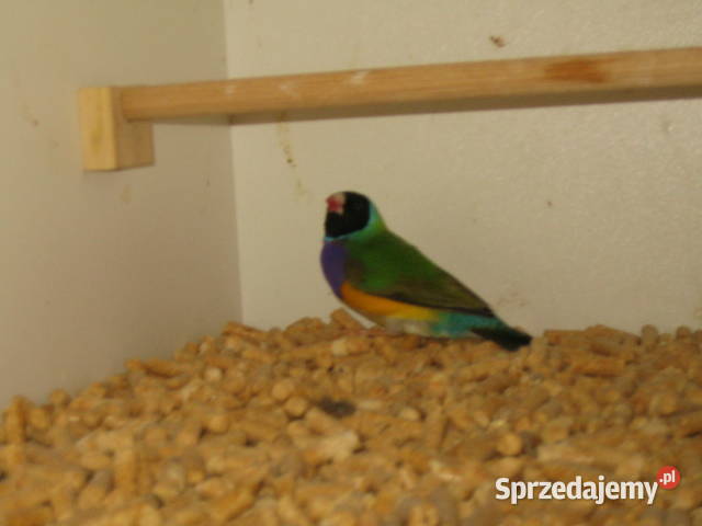 amadyny samce Kraków