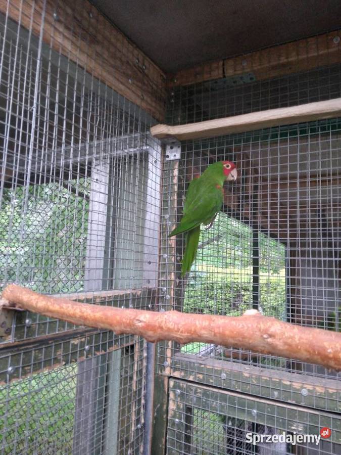 Konura krasnolica 24r wielkopolskie Prusinowo