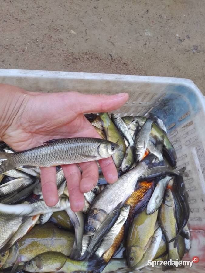 Ryby narybek Płoć wzdręga lin okoń Amur Jesiotr wielkopolskie