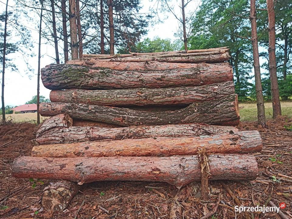 Brzoza sosna akacja wałki drewno suche m3 Wągrodno