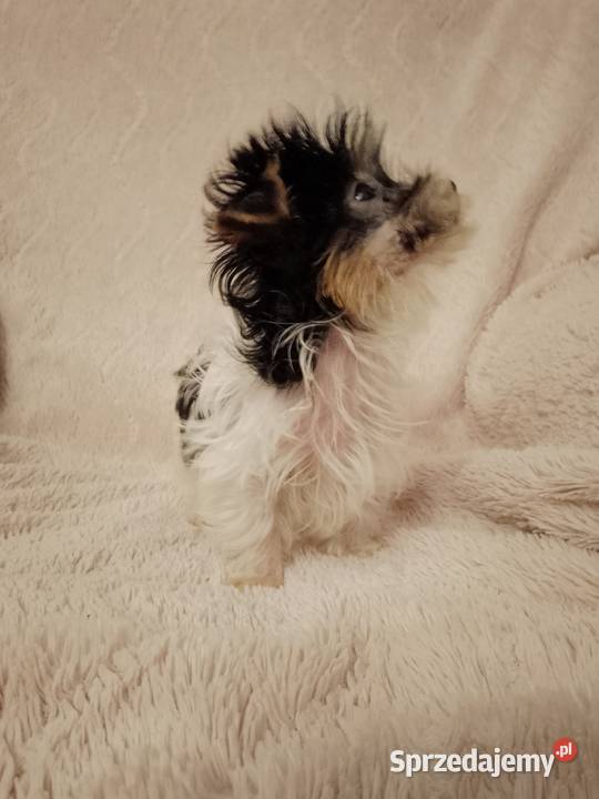 Sprzedam sunie Yorkshire Terrier Bewer Psy zachodniopomorskie Tanowo