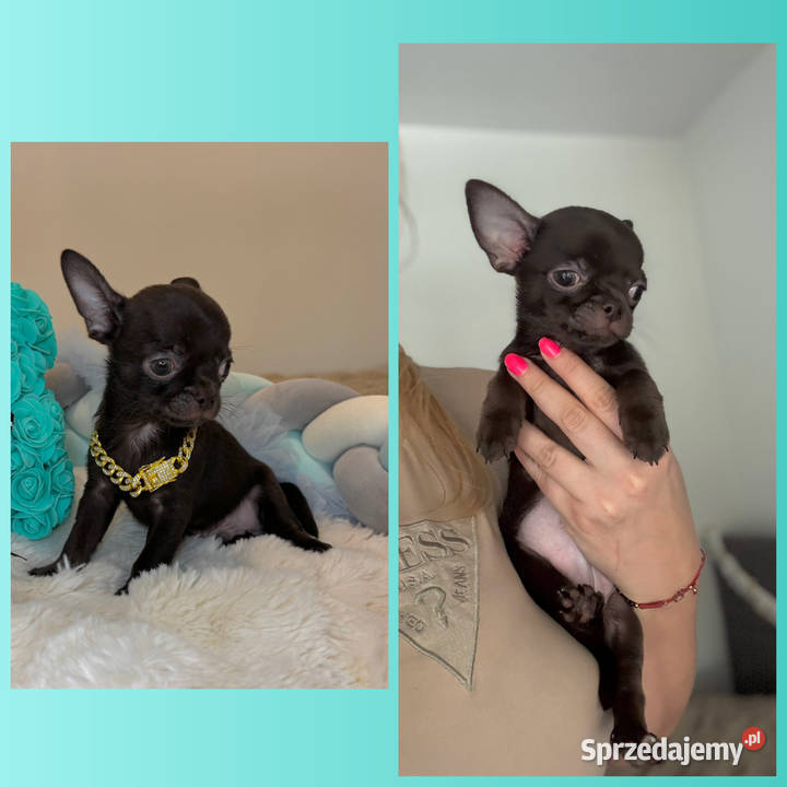 Chihuahua krótkowłosy czekoladowy piękny badania Bełchatów