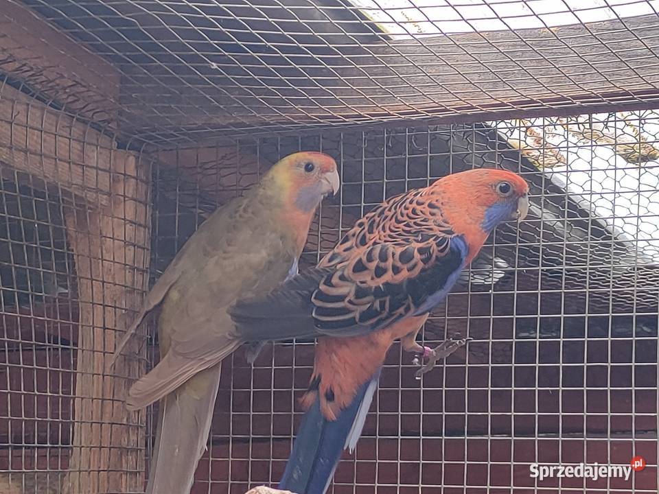 Papugi rozelle aleksandretty Ptaki łódzkie Wola Mikorska sprzedam