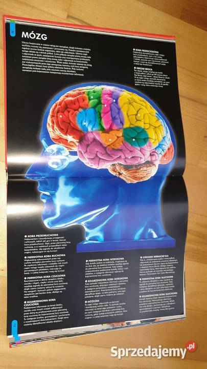 WOW ilustrowana encyklopedia wszystkiegoNational