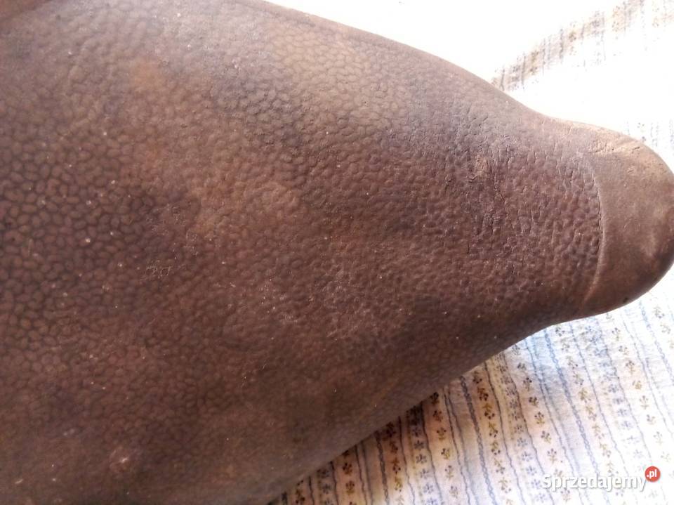 Komar Simson wfm pomorskie Baldram