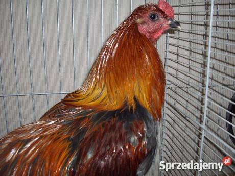 Sprzedam jednodniowe pisklęta zamówienie na wios dolnośląskie Kudowa-Zdrój sprzedam