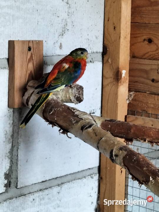 Łąkówki turkusowe Krosno sprzedam