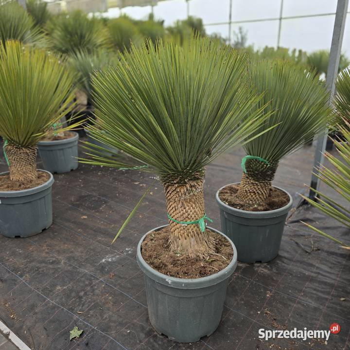 Thuja Brabant 180200 PRODUCENT Rydzyny sprzedam