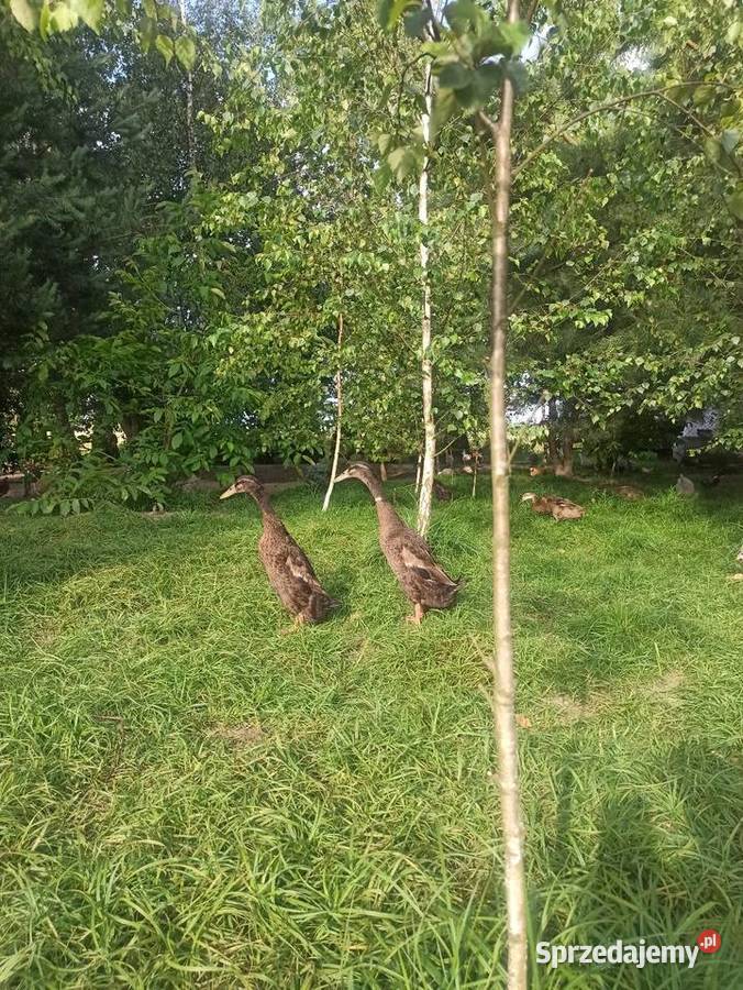 Jaja lęgowe biegusa biegus indyjski Krasnystaw sprzedam