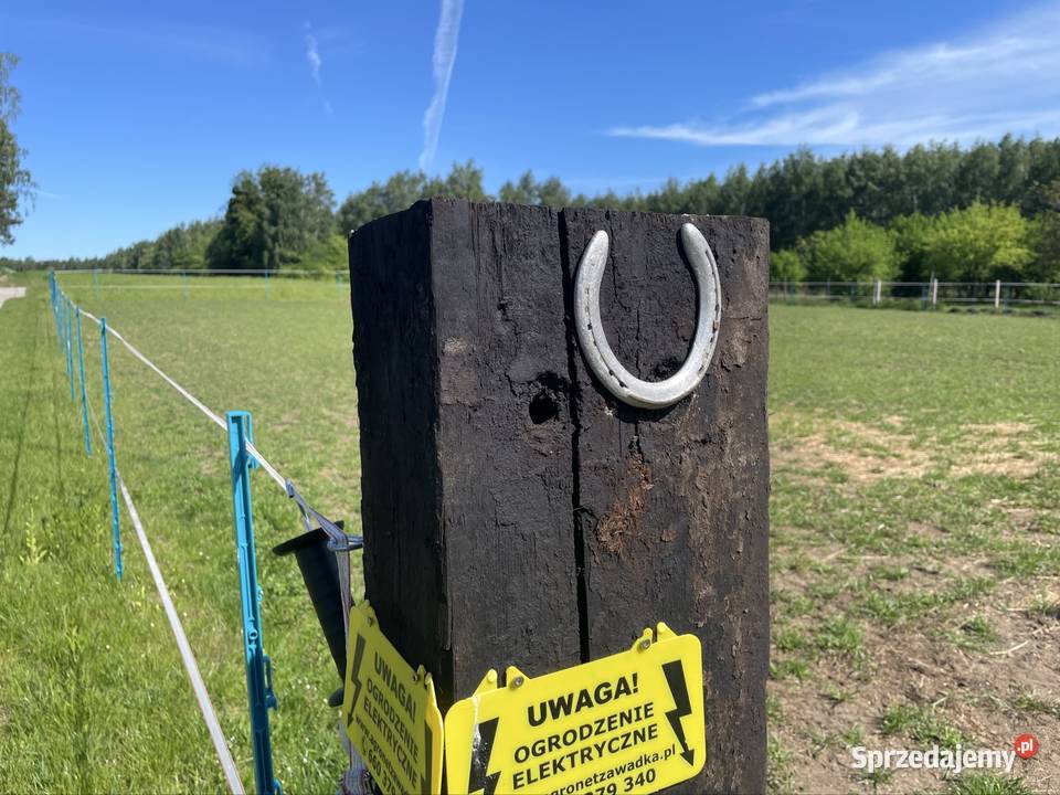 Pensjonat wolny boks konia Łódź
