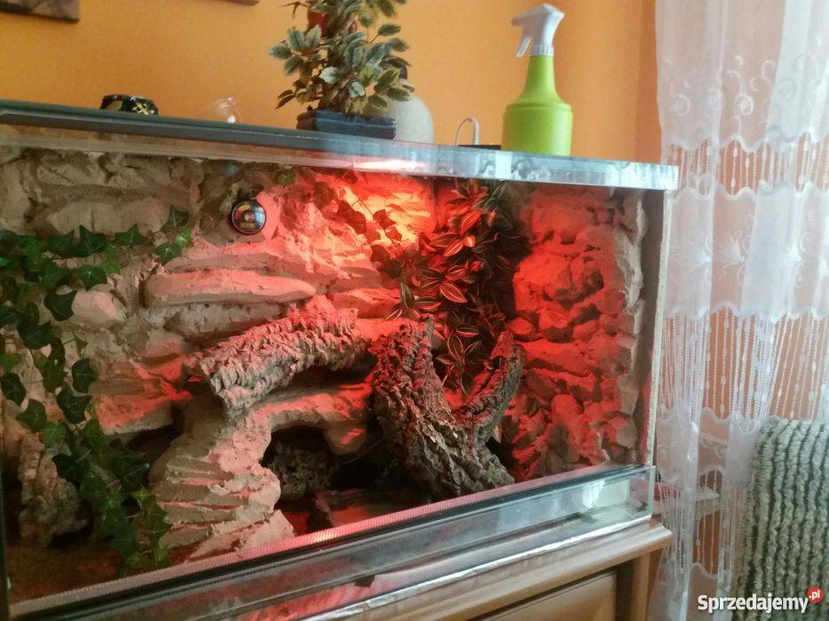 Pyton Krolewski regius profesionalne terrarium Gniezno