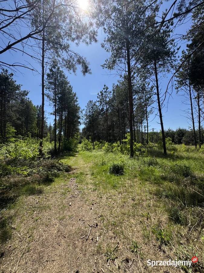CEREKIEW DZIAŁKA 1137M2