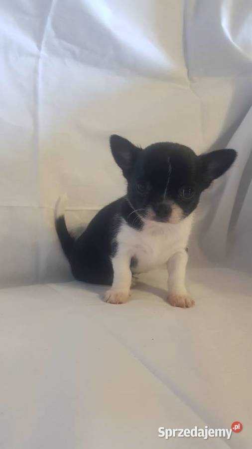 Suczka rasy Chihuahua mazowieckie Płońsk