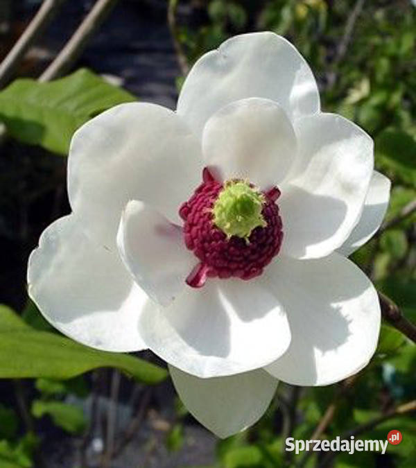 MAGNOLIA SIEBOLDA Magnolia sieboldii NASIONA 60