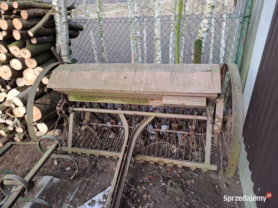 Siewnik nieuszkodzony Kiełków