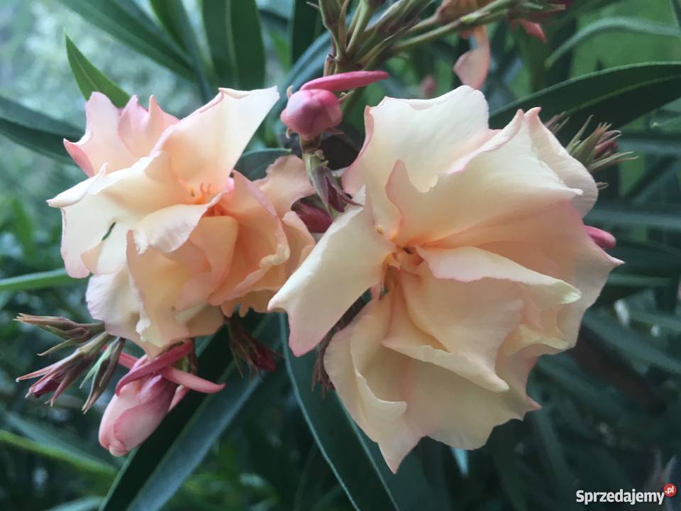 Złoty oleander małopolskie Brzeźnica