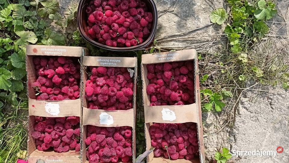 działka ogrodowa jeziorem Nysa Saperska 4 ary opolskie