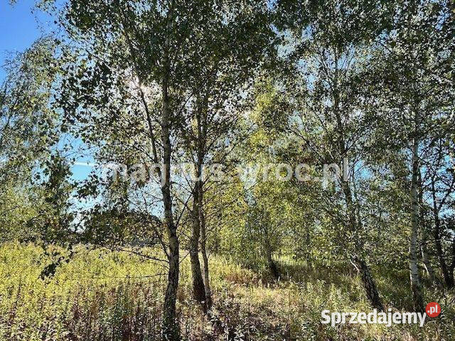 Duża działka na leśnym osiedlu w Miłoszycach