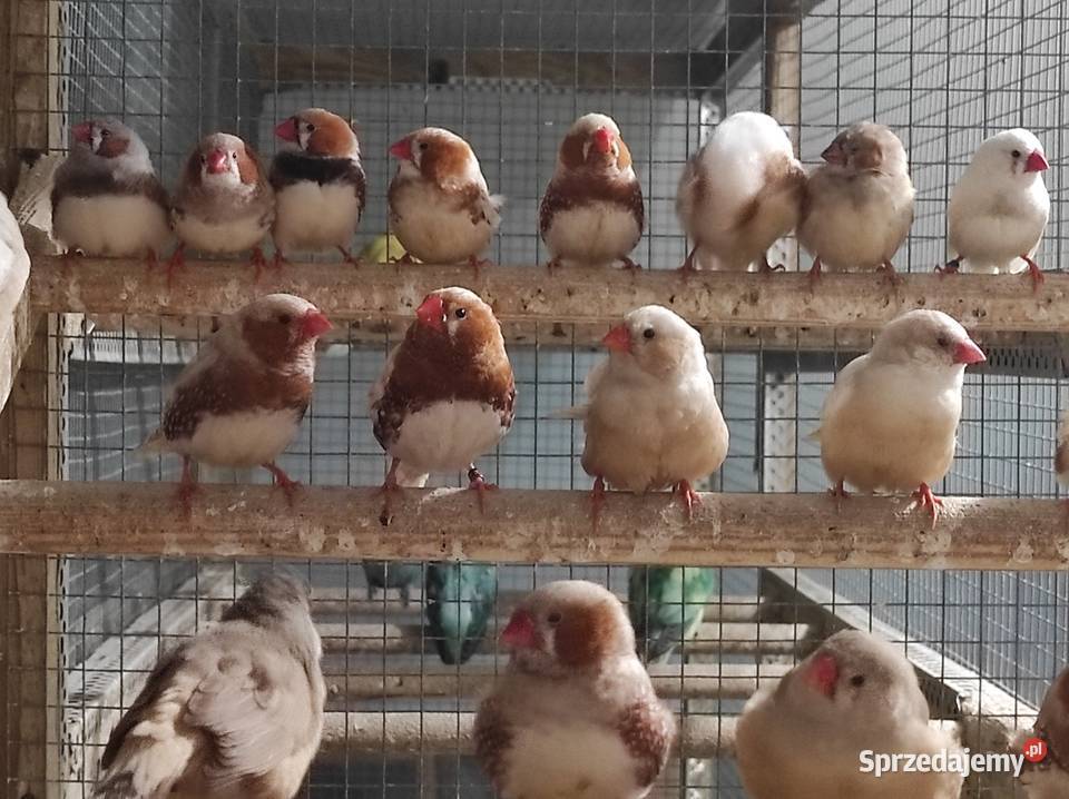 Zeberki w różnych mutacjach Rębków