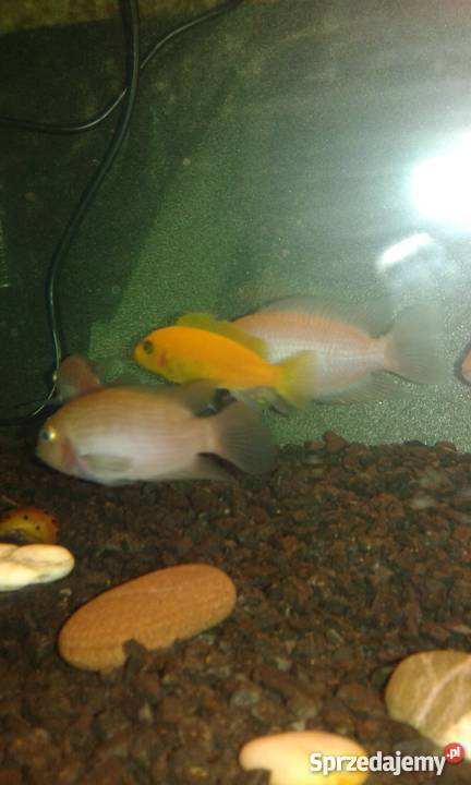 Pielęgnice zebry odmiana ksantoryczna Kraków