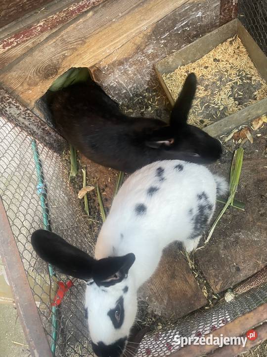 Króliki małe i duże Pleszew