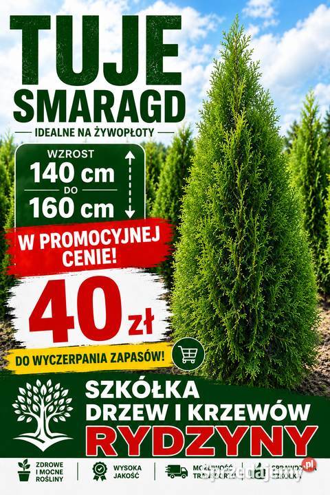 Thuja Smaragd 140 Szkółka roślin Producent