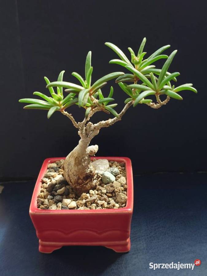 Sukulent bonsai Delosperna bosseranum doniczka Warszawa