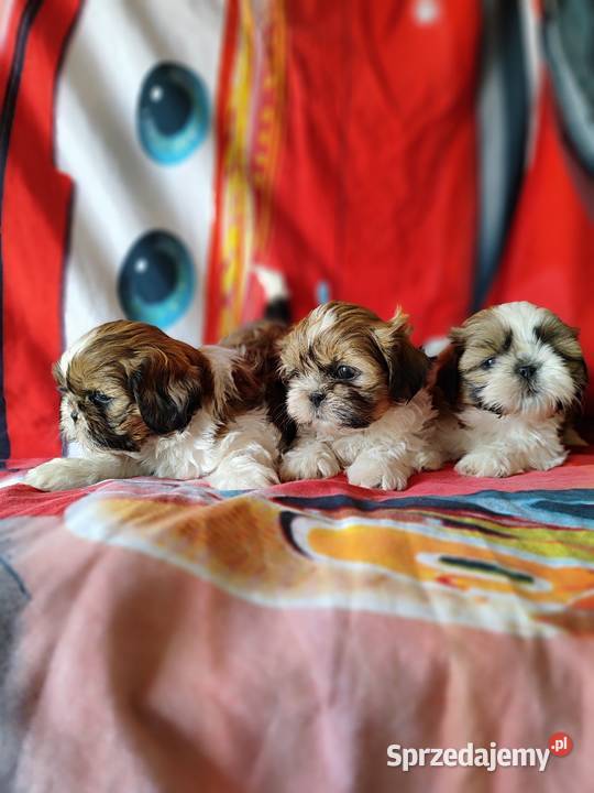 Shih tzu Zyck Polski