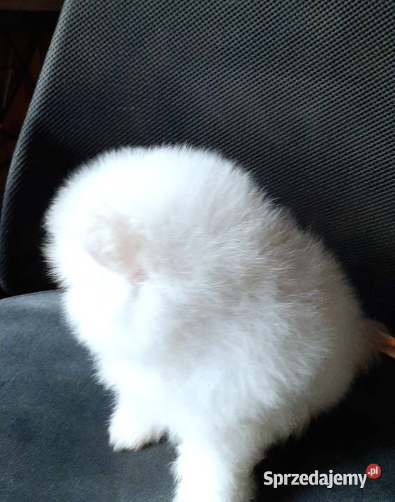 Szpic miniaturowy pomeranian bialy miś Szpic miniaturowy Pabianice