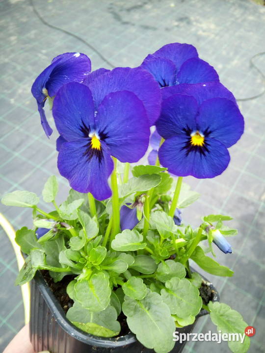 Bratki Hurt Białystok Podlasie Rośliny sprzedam