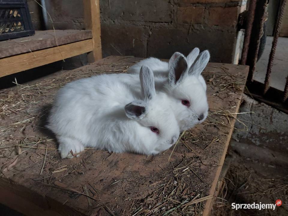 Króliki nw białykalifornia Parczew