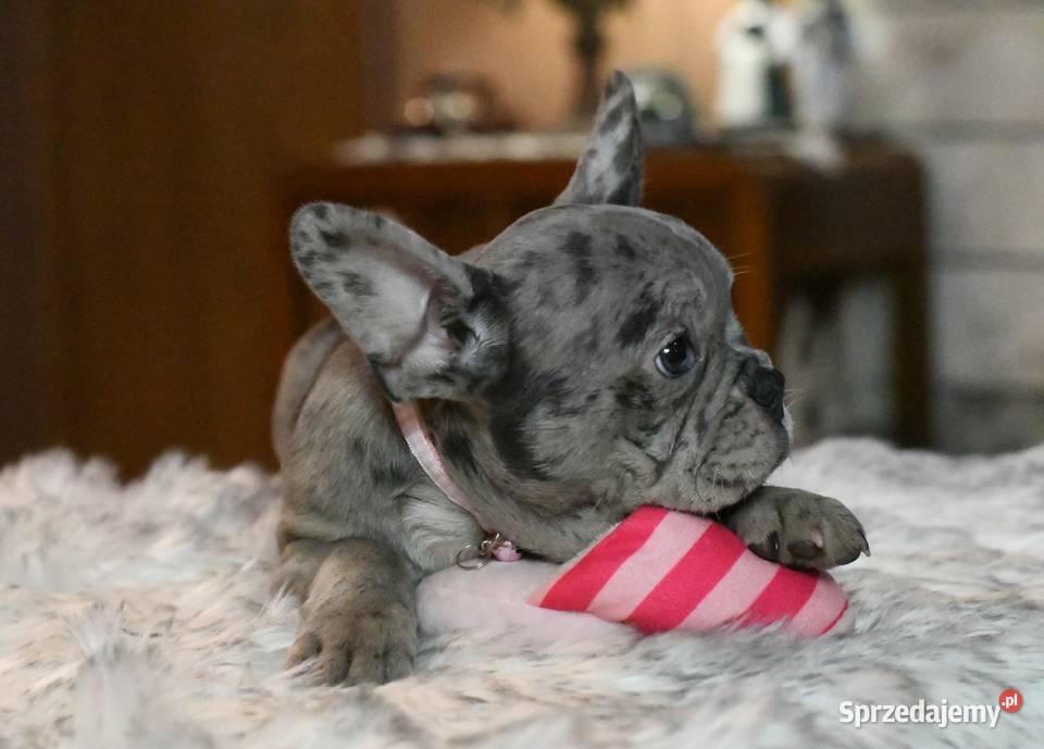 Buldog francuski sunia Gotowa do odbioru Łódź