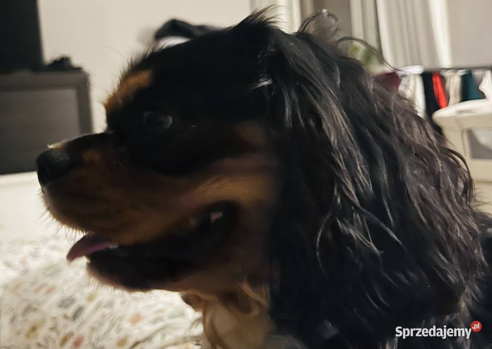 Cavalier King charles spaniel