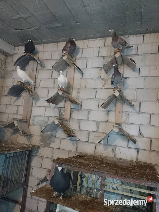 Gołębie staropolskie Dąbrowa Górnicza sprzedam