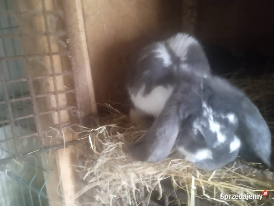 2 duże piętrowe klatki z królikami rasy baran Nasielsk