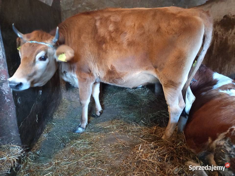 Jałówka Krowa Mleczna Jersey Szydłów