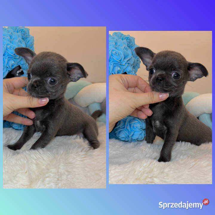 Chihuahua mini piesek krótkowłosy niebieski Blue łódzkie