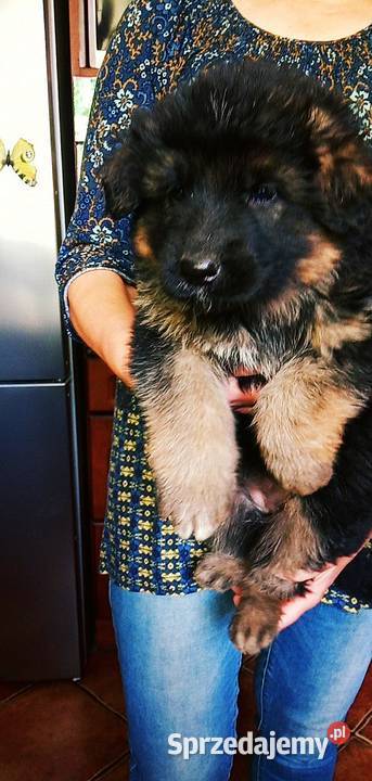 Owczarek niemiecki długowłosy potezne szczeniaki Owczarek świętokrzyskie Klimontów