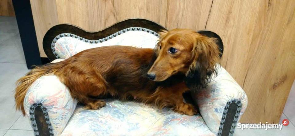 Jamnik miniaturowy długowłosy Poniec