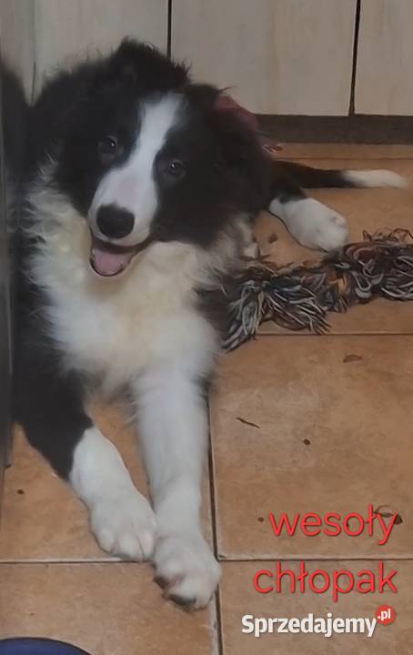 Piękny piesek border collie Łódź sprzedam