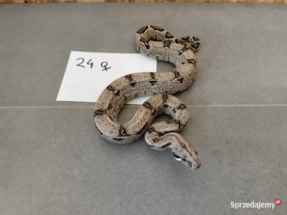 Młode boa cesarskie cb26 Połomia